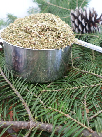 Dried Maine Balsam Fir 